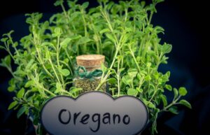 O is for Oregano